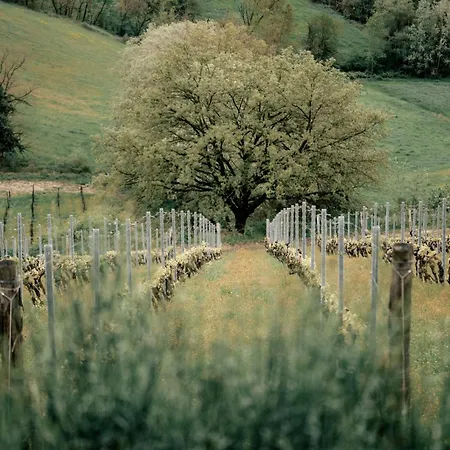 Orizzonti Vigneti Repetto