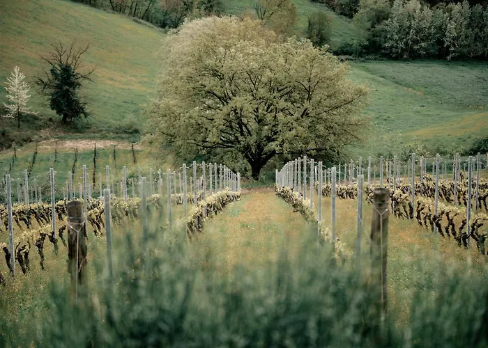 Orizzonti Vigneti Repetto